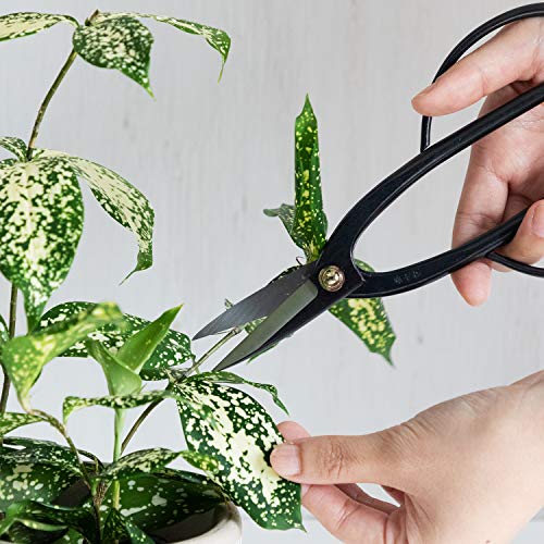 Ashinaga Bonsai Pruning Scissors 8inch (Ashinaga 8")