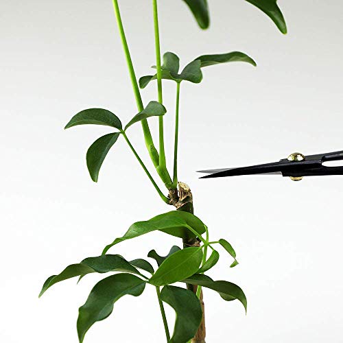 Satsuki Bonsai Scissors (Satsuki 7")