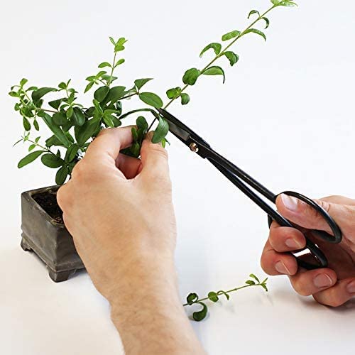 Hanafubuki Wazakura Twig Bonsai Scissors Made in Japan 7inch (Twig 7")