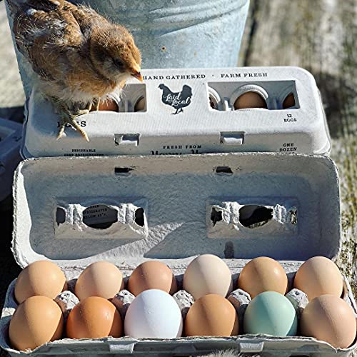 25 Egg Cartons (Locally Laid Hen / 25)