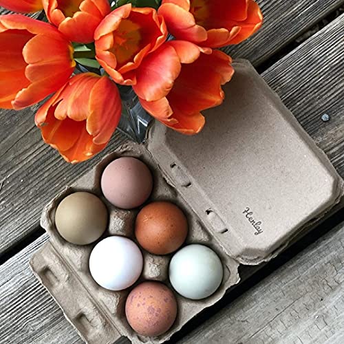Half Dozen Blank Egg Cartons (Tan / 20)