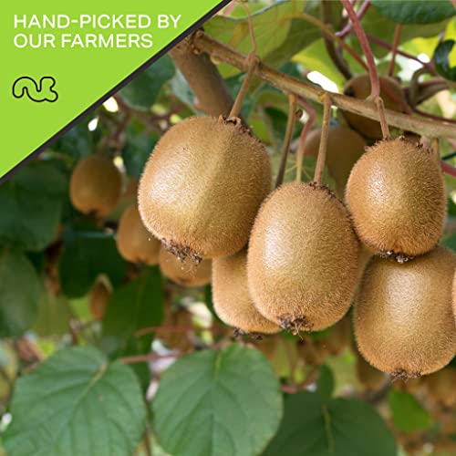 Dried Kiwi Slices (Dried Kiwi / 80 oz)