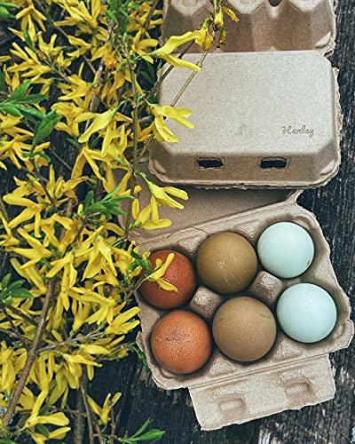 Half Dozen Blank Egg Cartons (Tan / 20)