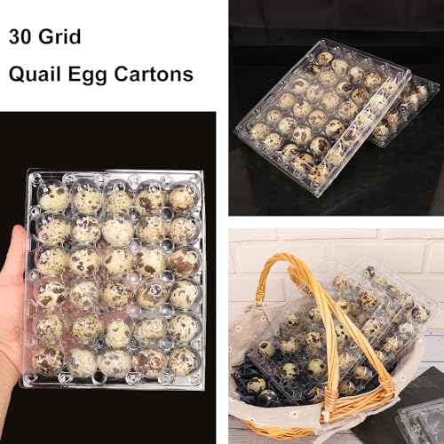 100 Pack Quail Egg Cartons (100 Pack Quail Egg Cartons 30 Grids)