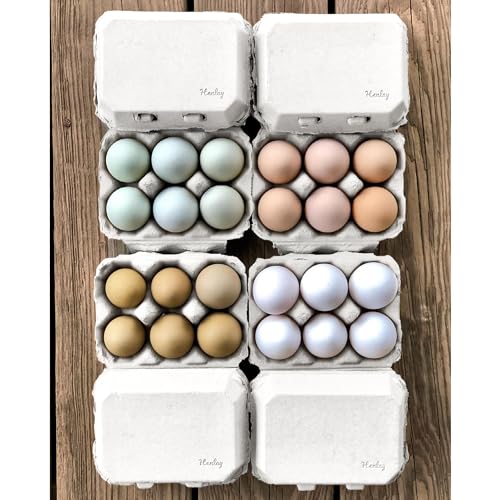 Half Dozen Blank White Egg Cartons (White / 20)