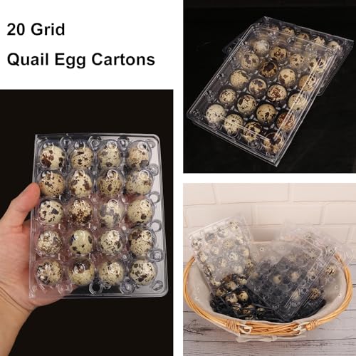 150 Pack Quail Egg Cartons (150 Pack Quail Egg Cartons 20 Grids)