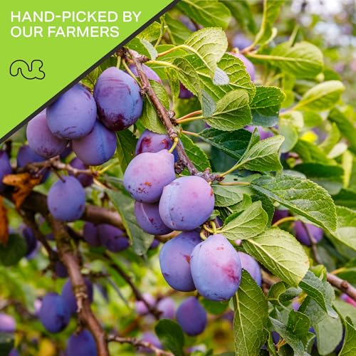 Dried Prunes Pitted Unsweetened (Dried Prunes / 32 oz)