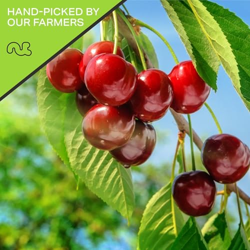 Dried Sour Tart Cherries (Dried Cherries / 48 oz)