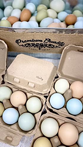 Half Dozen Blank Egg Cartons