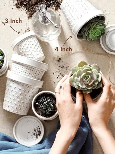 Ceramic Succulent Pots
