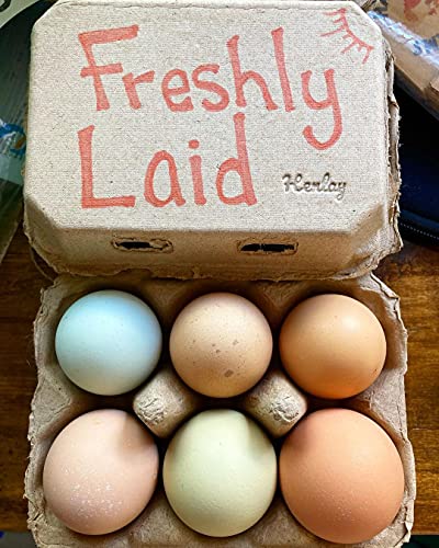 Half Dozen Blank Egg Cartons
