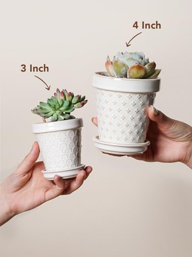Ceramic Succulent Pots